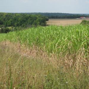  - Miscanthus x giganteus J.M.Greef & Deuter ex Hodk. & Renvoize