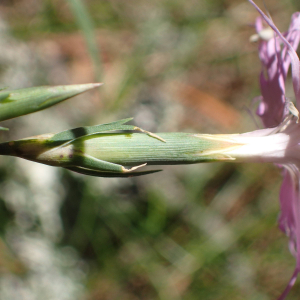 Photographie n°2537430 du taxon Dianthus hyssopifolius L.