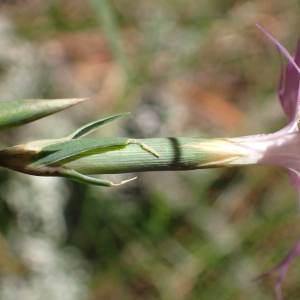 Photographie n°2537431 du taxon Dianthus hyssopifolius L.