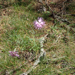 Photographie n°2537432 du taxon Dianthus hyssopifolius L.