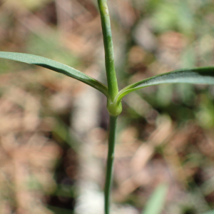 Photographie n°2537433 du taxon Dianthus hyssopifolius L.