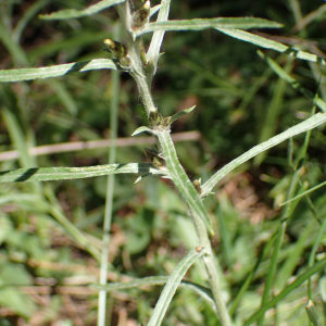 Photographie n°2537441 du taxon Gnaphalium sylvaticum L.