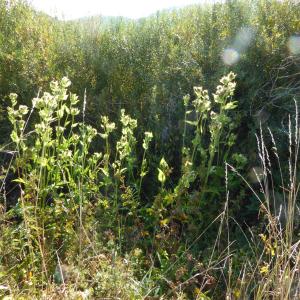 Photographie n°2537460 du taxon Cirsium oleraceum (L.) Scop. [1769]