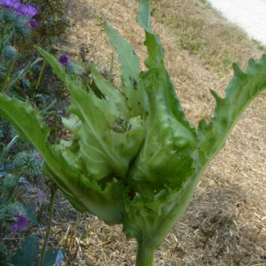 Photographie n°2537463 du taxon Cirsium oleraceum (L.) Scop. [1769]