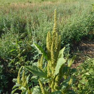 Photographie n°2537467 du taxon Amaranthus hybridus L. [1753]