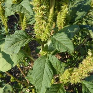 Photographie n°2537468 du taxon Amaranthus hybridus L. [1753]