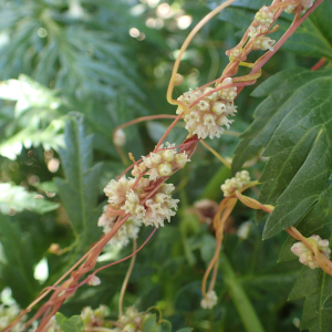 Photographie n°2537506 du taxon Cuscuta europaea L.