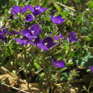 Photographie n°2537600 du taxon Legousia speculum-veneris (L.) Chaix