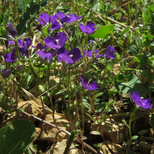 Photographie n°2537601 du taxon Legousia speculum-veneris (L.) Chaix