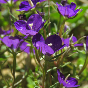 Photographie n°2537602 du taxon Legousia speculum-veneris (L.) Chaix