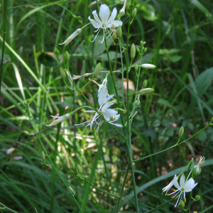 Photographie n°2537604 du taxon Anthericum ramosum L.