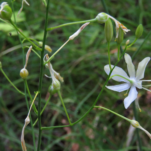 Photographie n°2537605 du taxon Anthericum ramosum L.