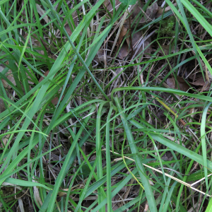 Photographie n°2537606 du taxon Anthericum ramosum L.