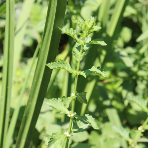 Photographie n°2537647 du taxon Lycopus europaeus L.