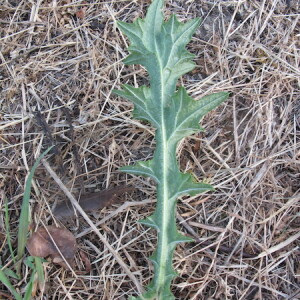 Photographie n°2537667 du taxon Cirsium vulgare (Savi) Ten. [1838]