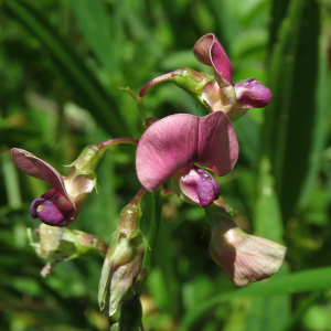 Photographie n°2537693 du taxon Lathyrus sylvestris L.