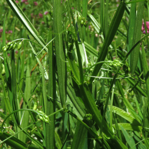 Photographie n°2537694 du taxon Lathyrus sylvestris L.