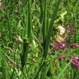 Photographie n°2537695 du taxon Lathyrus sylvestris L.