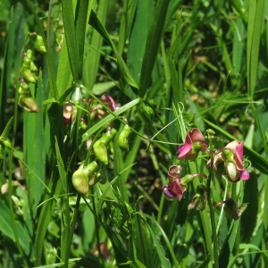 Photographie n°2537696 du taxon Lathyrus sylvestris L.