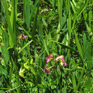 Photographie n°2537697 du taxon Lathyrus sylvestris L.