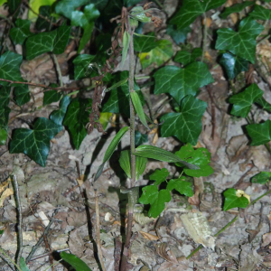 Photographie n°2537707 du taxon Epipactis purpurata Sm. [1828]