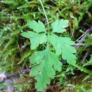 Photographie n°2537744 du taxon Geranium robertianum L.