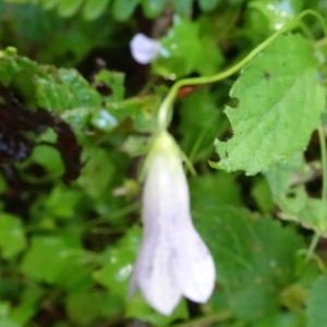 Photographie n°2537748 du taxon Wahlenbergia hederacea (L.) Rchb.