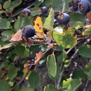 Photographie n°2537754 du taxon Amelanchier ovalis Medik. [1793]