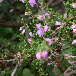 Photographie n°2537759 du taxon Calluna vulgaris (L.) Hull