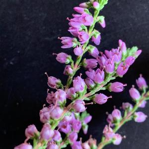 Photographie n°2537761 du taxon Calluna vulgaris (L.) Hull