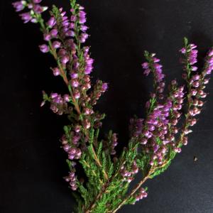 Photographie n°2537763 du taxon Calluna vulgaris (L.) Hull