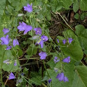 Photographie n°2537767 du taxon Campanula rhomboidalis L. [1753]