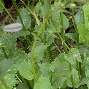 Photographie n°2537769 du taxon Campanula rhomboidalis L. [1753]