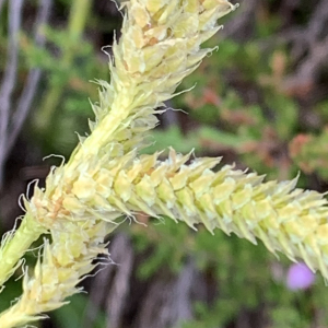 Photographie n°2537772 du taxon Lycopodium clavatum L. [1753]