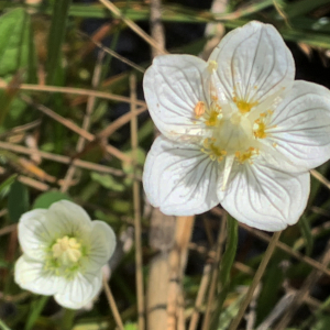 Photographie n°2537775 du taxon Parnassia palustris L. [1753]