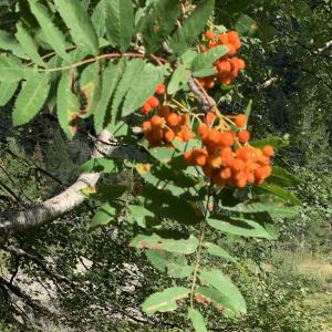 Photographie n°2537792 du taxon Sorbus aucuparia L. [1753]