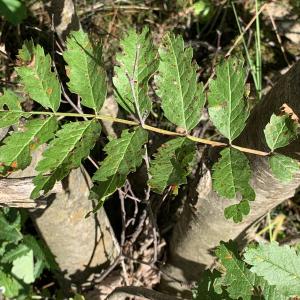 Photographie n°2537795 du taxon Sorbus aucuparia L. [1753]