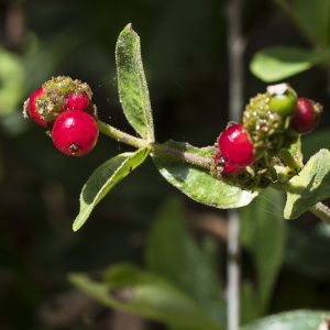 Photographie n°2537807 du taxon Lonicera periclymenum L. [1753]