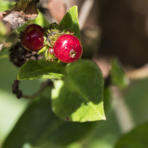 Photographie n°2537808 du taxon Lonicera periclymenum L. [1753]