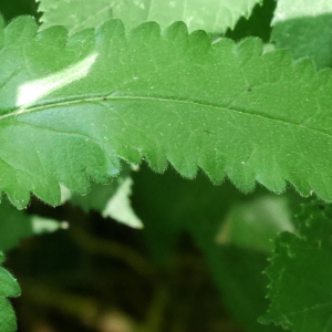 Photographie n°2537819 du taxon Betonica officinalis L. [1753]