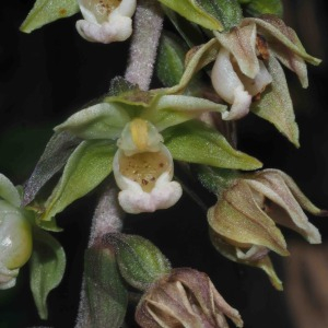 Photographie n°2537827 du taxon Epipactis purpurata Sm. [1828]
