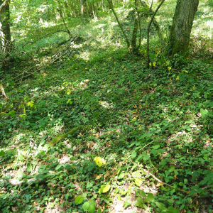 Photographie n°2537828 du taxon Epipactis purpurata Sm. [1828]