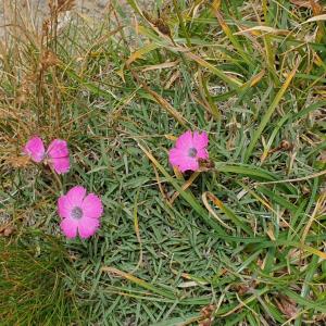 Photographie n°2537859 du taxon Dianthus pavonius Tausch [1839]