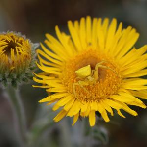  - Inula helenioides DC. [1815]