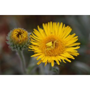 Inula helenioides DC. (Inule fausse aunée)