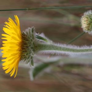 Photographie n°2537890 du taxon Inula helenioides DC. [1815]