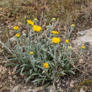 Photographie n°2537891 du taxon Inula helenioides DC. [1815]