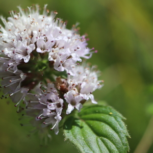 Photographie n°2537892 du taxon Mentha aquatica L.