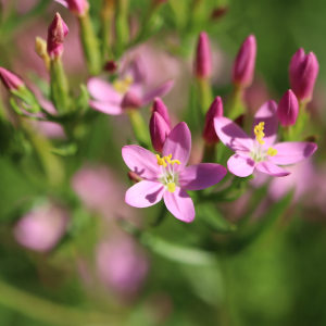 Photographie n°2537955 du taxon Centaurium erythraea Rafn [1800]