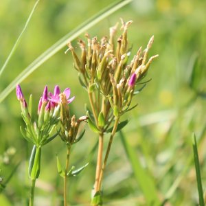 Photographie n°2537958 du taxon Centaurium erythraea Rafn [1800]